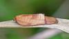 353332 – Photo : Oryctes – France (59)